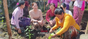 TP PKK Jembrana Salurkan Ribuan Bibit Cabai dan Terong sebgai Langkah Tekan Inflasi