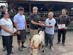 Bupati Kembang Serahkan Sapi Kurban dari Presiden RI untuk Warga Jembrana