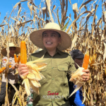 Panen Raya Jagung Serentak, Komitmen Pemkab Jembrana Dukung Ketahanan Pangan Nasional