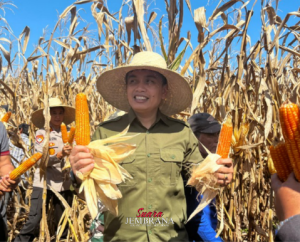 Panen Raya Jagung Serentak, Komitmen Pemkab Jembrana Dukung Ketahanan Pangan Nasional