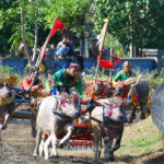 Peserta Membludak, 250 Pasang Kerbau Ikuti Makepung Kapolda CUP 2025