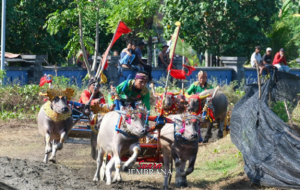 Peserta Membludak, 250 Pasang Kerbau Ikuti Makepung Kapolda CUP 2025