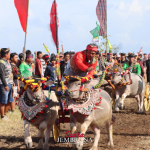 Dipadati Ribuan Warga, Lomba Mekepung Kapolda Cup 2025 di Jembrana, Kapolda Berharap Lestarikan Tradisi Mekepung