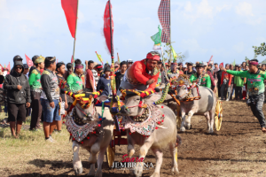 Dipadati Ribuan Warga, Lomba Mekepung Kapolda Cup 2025 di Jembrana, Kapolda Berharap Lestarikan Tradisi Mekepung