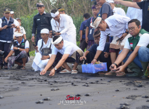 Sinergi Pemkab Jembrana dan PLN Persero : Jaga Ekosistem Penyu Jembrana Tetap Lestari