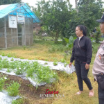 Bhabinkamtibmas Desa Tuwed Dukung Ketahanan Pangan Lewat Budidaya Kangkung