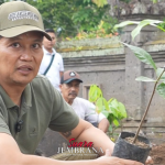 Kakao Jadi Prioritas, Bupati Jembrana Tanam Pohonnya di Kediaman Dinas