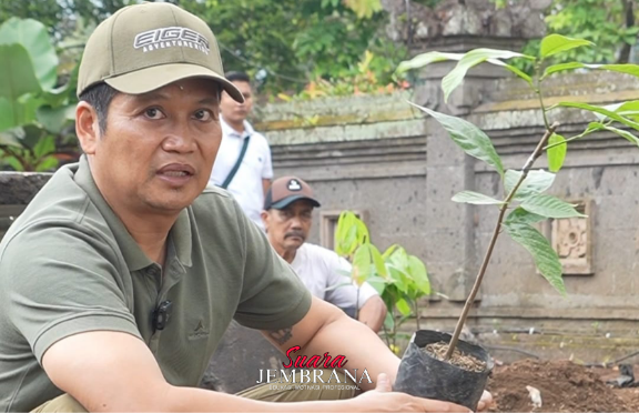 Kakao Jadi Prioritas, Bupati Jembrana Tanam Pohonnya di Kediaman Dinas