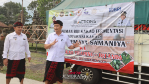 Momentum Hari Kemerdekaan, Jembrana Ekspor Kakao Ke Negeri Belanda