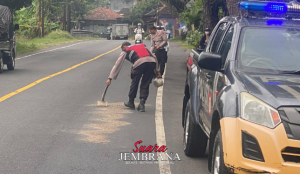 Cegah Laka Lantas, Personel Polres Jembrana Timbun Pasir di Jalur Denpasar–Gilimanuk