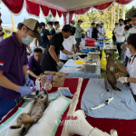 Sinergi Pemprov Bali dan Pemkab Jembrana Tekan Kasus Rabies