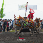 Ribuan Warga Saksikan Lomba Makepung Bupati Cup 2025 di Pengambengan