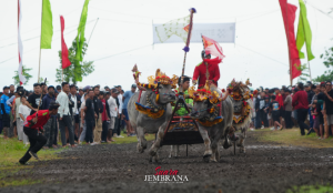 Ribuan Warga Saksikan Lomba Makepung Bupati Cup 2025 di Pengambengan