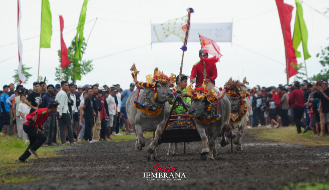 Ribuan Warga Saksikan Lomba Makepung Bupati Cup 2025 di Pengambengan