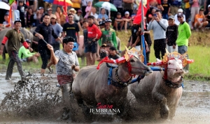Mekepung Lampit 2025, Ajang Pelestarian Atraksi Unik Tradisi Budaya Jembrana