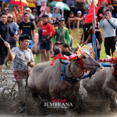 Mekepung Lampit 2025, Ajang Pelestarian Atraksi Unik Tradisi Budaya Jembrana