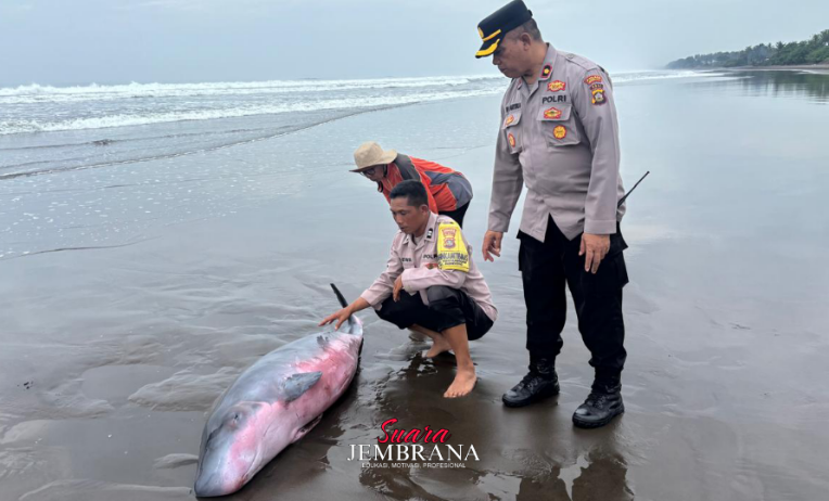 Upaya Evakuasi Paus Sperma Kerdil Terdampar Lemas di Pantai Tembles