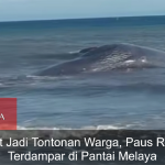 Sempat Jadi Tontonan Warga, Paus Raksasa Terdampar di Pantai Melaya