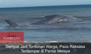 Sempat Jadi Tontonan Warga, Paus Raksasa Terdampar di Pantai Melaya
