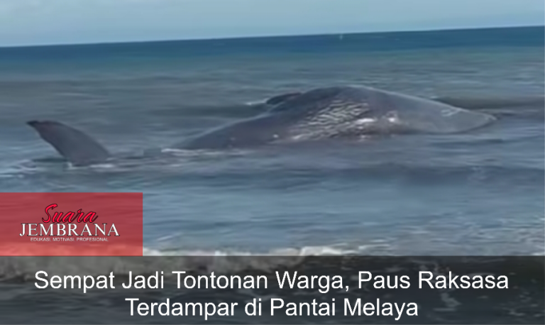 Sempat Jadi Tontonan Warga, Paus Raksasa Terdampar di Pantai Melaya