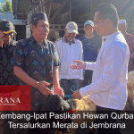 Kembang-Ipat Pastikan Hewan Qurban Tersalurkan Merata di Jembrana