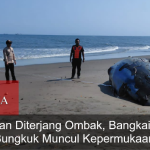 Kuburan Diterjang Ombak, Bangkai Paus Bungkuk Muncul Kepermukaan