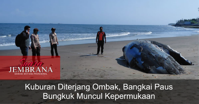 Kuburan Diterjang Ombak, Bangkai Paus Bungkuk Muncul Kepermukaan