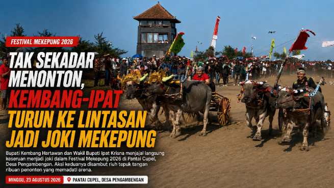 Tak Sekadar Menonton, Kembang-Ipat Turun ke Lintasan Jadi Joki Mekepung