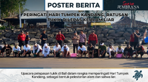 Peringati Hari Tumpek Kandang, Ratusan Tukik Dilepas ke Alam Liar