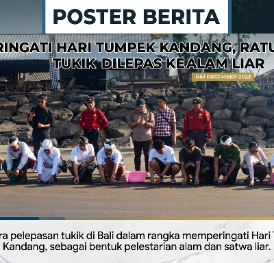 Peringati Hari Tumpek Kandang, Ratusan Tukik Dilepas ke Alam Liar