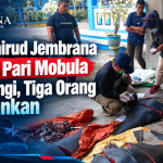 Satpolairud Jembrana Sita 11 Pari Mobula Dilindungi, Tiga Orang Diamankan