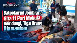 Satpolairud Jembrana Sita 11 Pari Mobula Dilindungi, Tiga Orang Diamankan