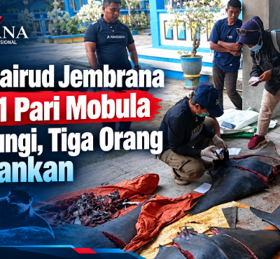 Satpolairud Jembrana Sita 11 Pari Mobula Dilindungi, Tiga Orang Diamankan